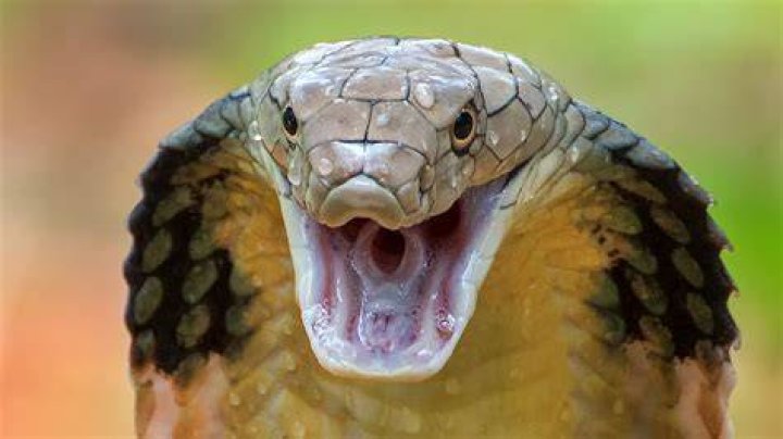 Are Python Snakes Venomous? Debunking Myths and Understanding the Facts