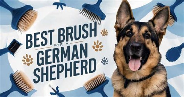 Best Brush for a German Shepherd: A Comprehensive Guide for Owners