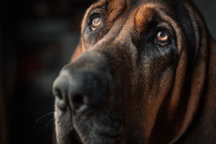 Bloodhound Personality: Understanding the Unique Traits and Characteristics