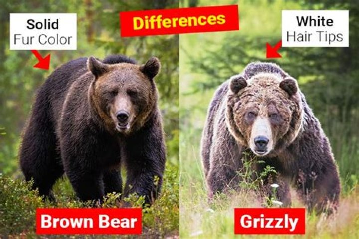 Brown Bear Versus Grizzly Bear: Unveiling the Differences and Similarities