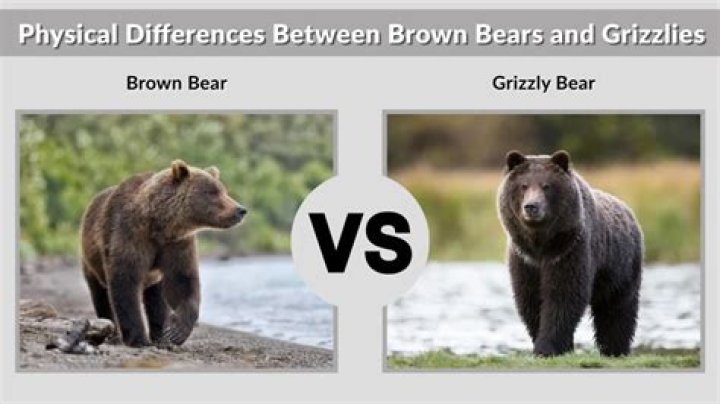 Brown vs Grizzly Bear: Understanding the Differences and Similarities