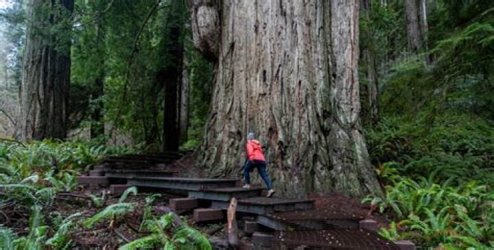 Camping Near Jedediah Smith Redwoods State Park: A Comprehensive Guide for Your Adventure