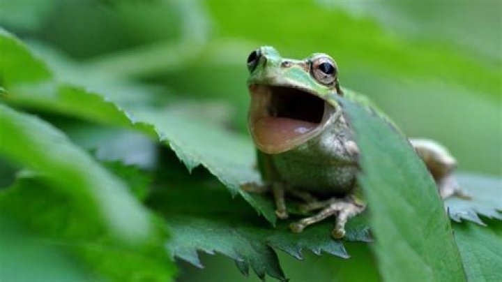 Can Frogs Scream? Exploring the Fascinating World of Frog Vocalizations