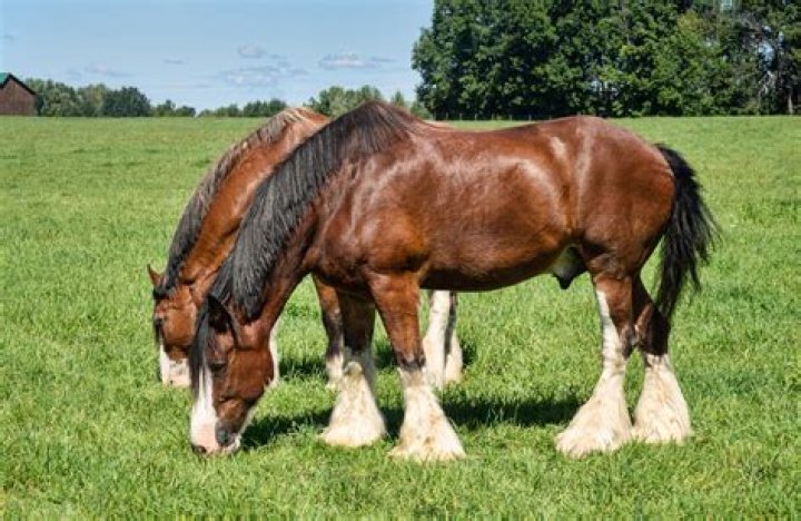 Clydesdale Temperament: Understanding the Gentle Giants