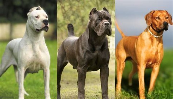 Discover the Most Expensive Dog Breed in the World: A Comprehensive Guide