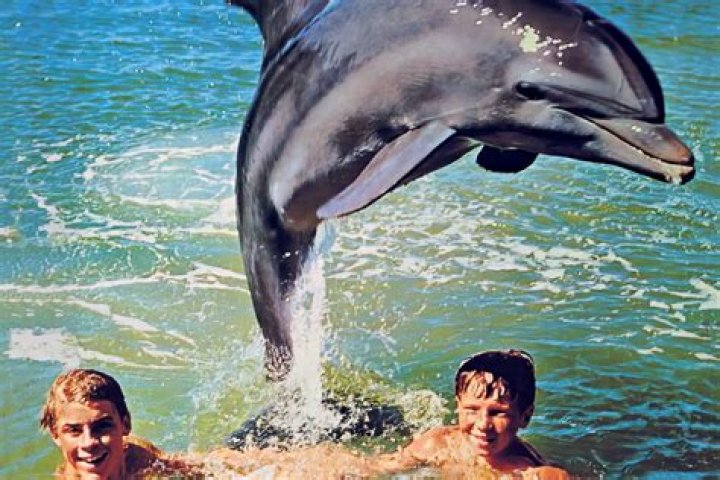 Dolphin Injuries: Understanding Causes, Treatments, and Prevention