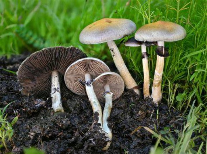 Exploring the World of Psilocybe Azurescens: A Comprehensive Guide