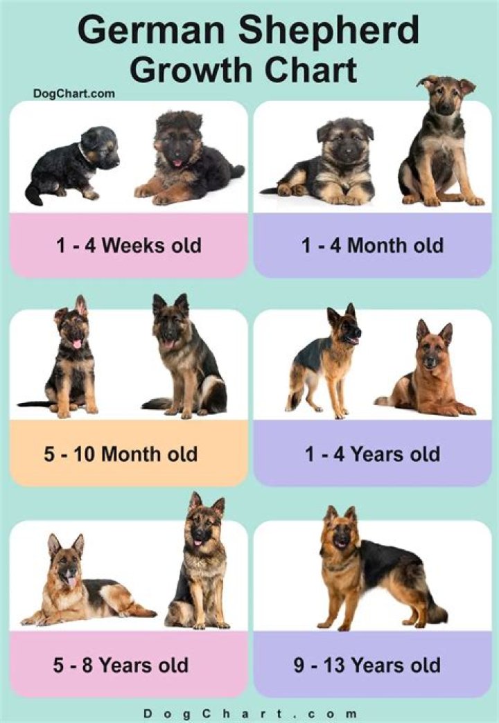 German Shepherd Age Pan: Everything You Need to Know