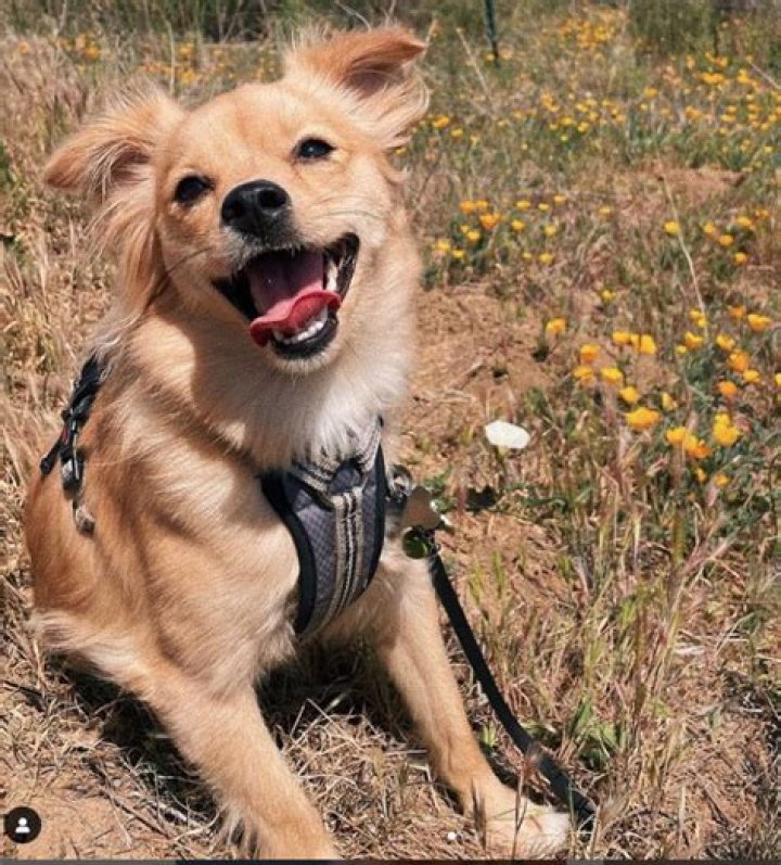 Golden Retriever Cross Chihuahua: The Ultimate Guide to This Unique Mixed Breed