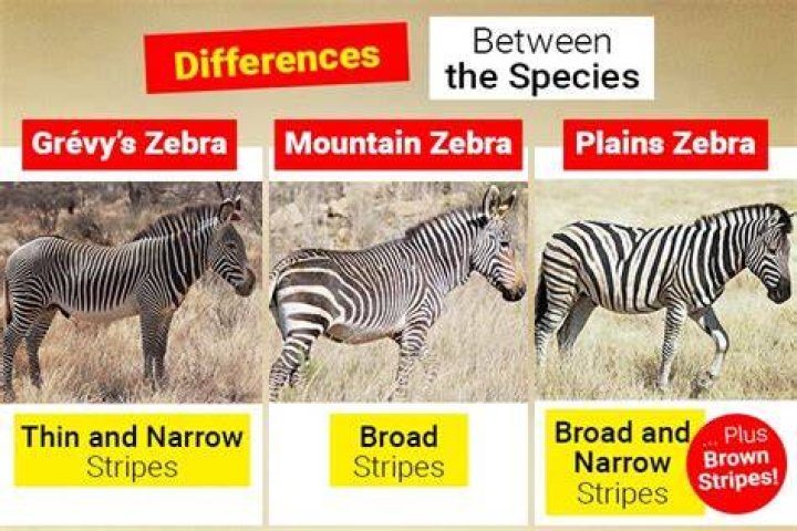 How Does a Zebra Move? Understanding the Fascinating Movement of Zebras