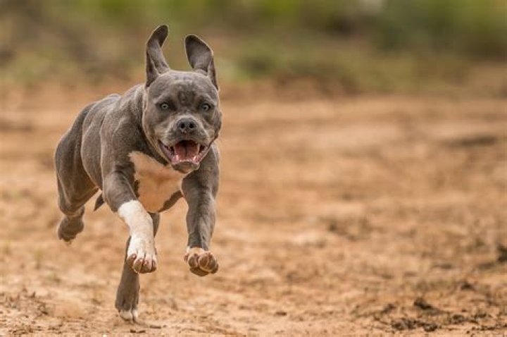 How Hard Can a Pitbull Bite? Unveiling the Truth Behind Their Powerful Jaws