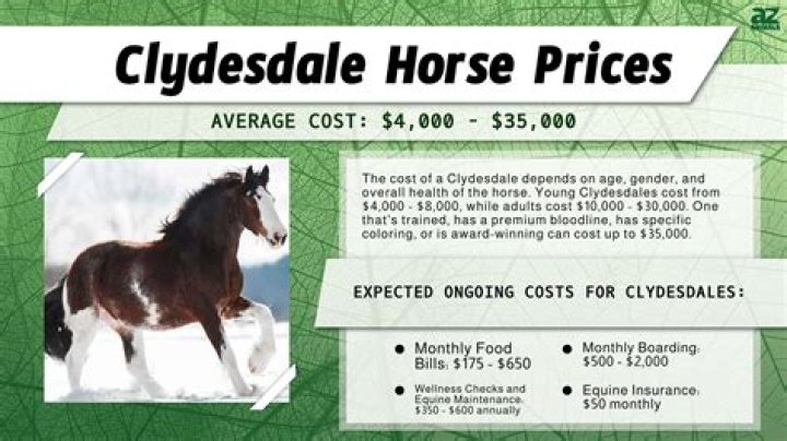 How Much is a Clydesdale: Understanding the Price and Value of These Majestic Horses