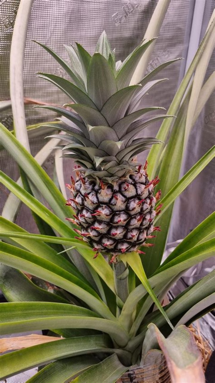 How to Successfully Grow and Harvest a Pineapple Tree in OSRS