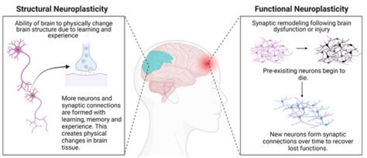 Jellybeans Brain: Unleashing the Potential of Neuroplasticity and Cognitive Development
