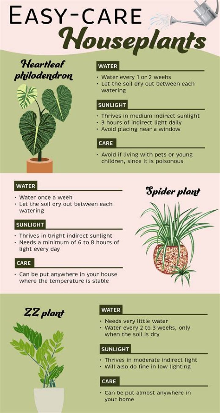 Kinds of Easy-to-Care-for Houseplants for Your Home