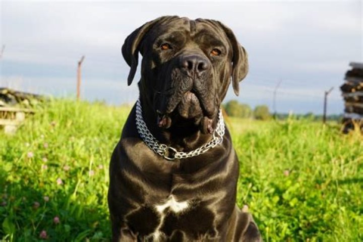 Mastiff Mix Dogs: The Ultimate Guide to Understanding and Owning These Gentle Giants