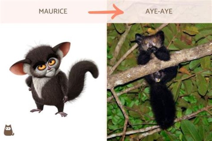 Maurice the Aye-Aye: The Fascinating Creature That Captures Hearts