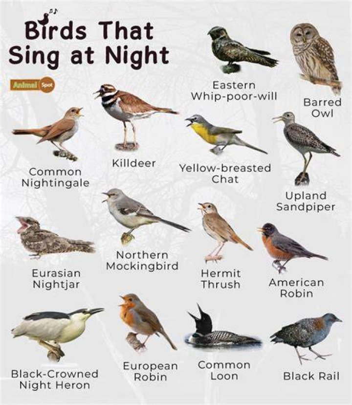 Night Birds Chirping: Discover the Fascinating World of Nocturnal Avian Songs