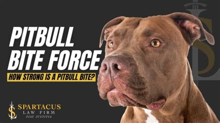 Pitbull Dog Bite Force: Understanding the Strength and Controversy