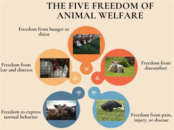 Portland Humane: A Comprehensive Guide to Supporting Animal Welfare in Portland