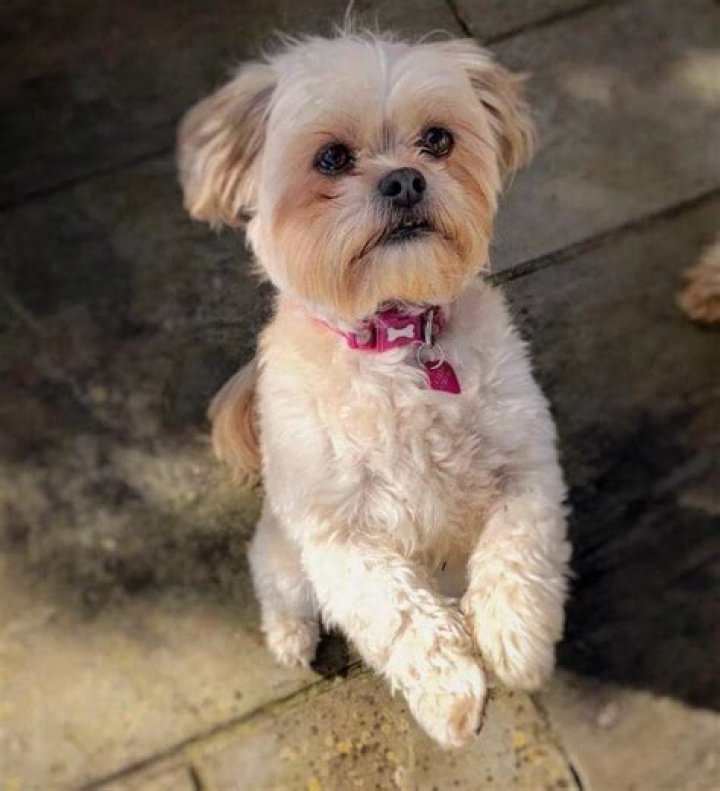 Shih Tzu/Chihuahua Mix: The Ultimate Guide to This Adorable Hybrid Breed