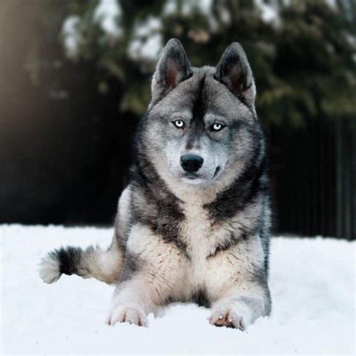Siberian Husky Agouti Coat: A Comprehensive Guide to This Stunning Coat Variation