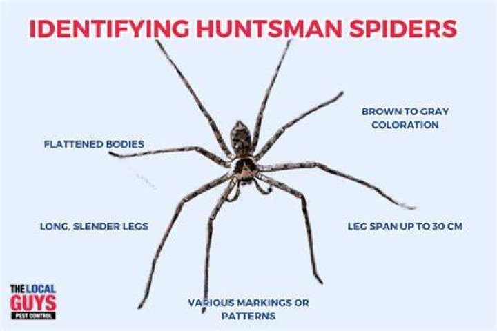 The Huntsman Casting: A Comprehensive Look at the Talent Behind the Film
