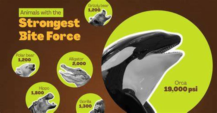 The Ultimate Guide to Understanding the Bite Force of a Pitbull