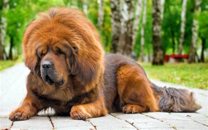 Tibetan Mastiff: The Most Expensive Dog in the World