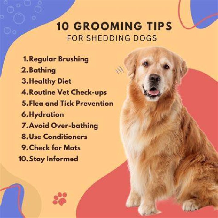 Top Strategies for Dog Grooming to Prevent Shedding