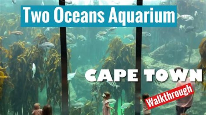 Two Oceans Aquarium Cape Town: Your Ultimate Guide to Marine Wonders
