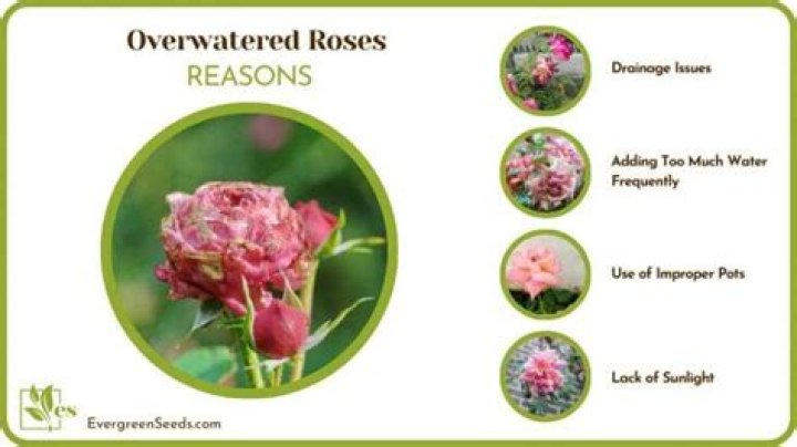 Underwatered Roses: Reviving Beauty and Bringing Back Life