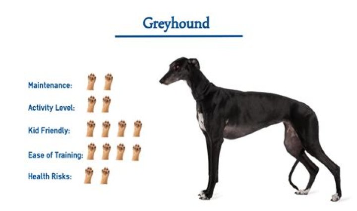 Unleashing the Speed and Elegance: Everything You Need to Know About Greyhounds