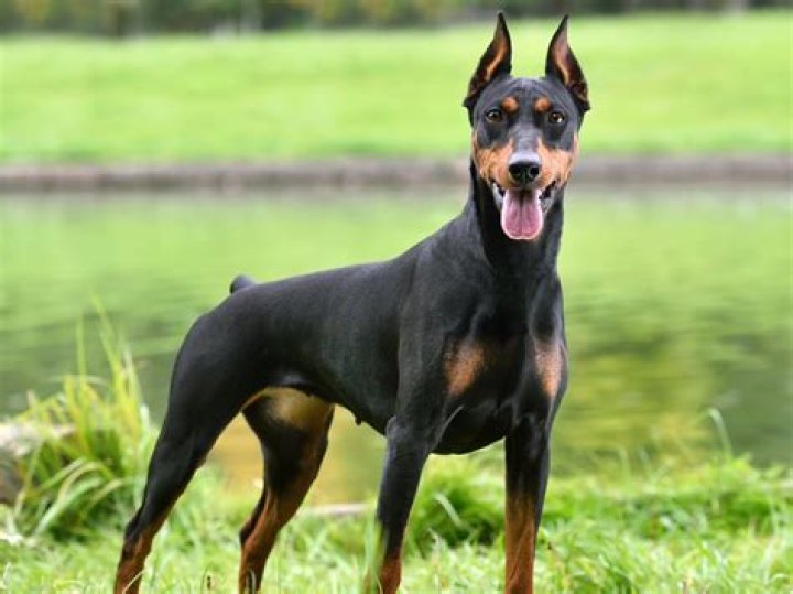 Unveiling the Characteristics of a Doberman Dog: A Comprehensive Guide