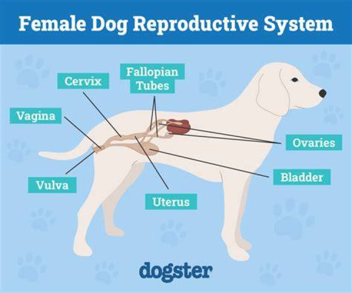 Unveiling the Truth About DogXXX: A Comprehensive Guide