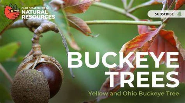 What Tree Is O Block On: A Comprehensive Guide
