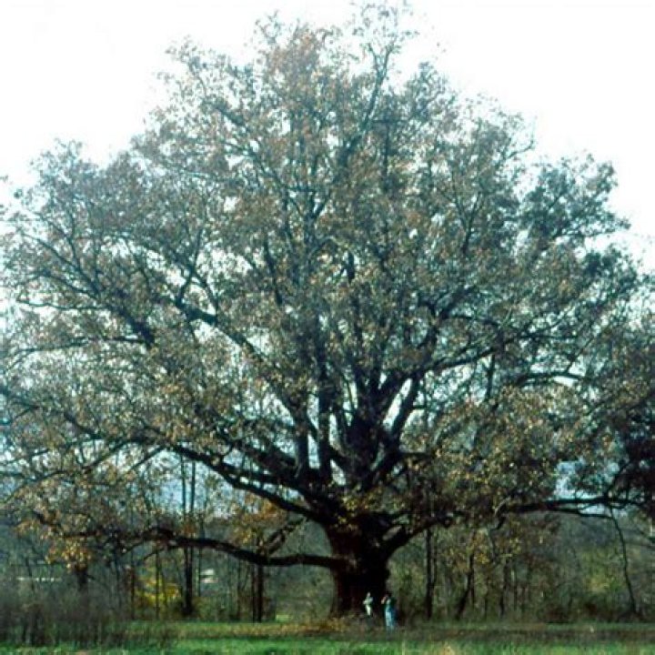What Tree Is OBlock On? A Comprehensive Guide