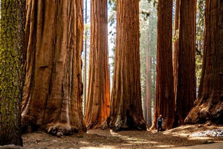 Where Are Redwoods: Discovering the Majestic Giants of the Earth