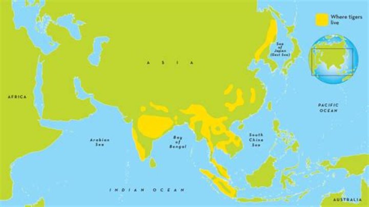 Where Do Tigers Live: A Comprehensive Guide to Understanding Their Habitats