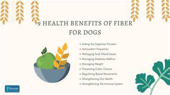 Why Fiber for Dogs is Essential for Their Health and Wellbeing
